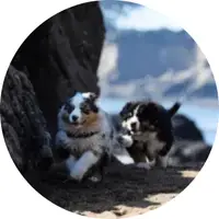 activité education canine