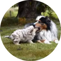 comportement education canine